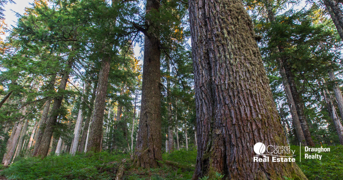 North Carolina Timberland: What the Changing Southern Timber Market Means for Landowners
